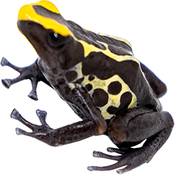 Alalapadu Cobalt Albino